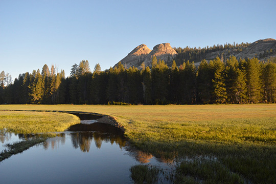 jackass meadow